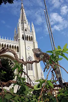 Steeples: Green iguana