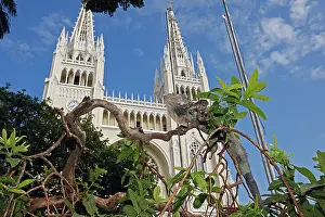 Steeples: Green iguana