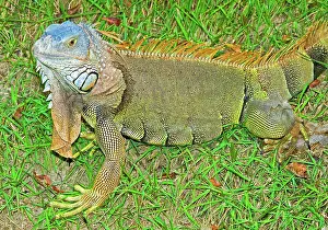 Hunted: Green Iguana