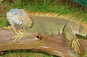 Hunted: Green Iguana