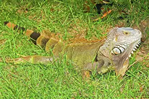 Hunted: Green Iguana