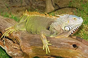 Hunted: Green Iguana