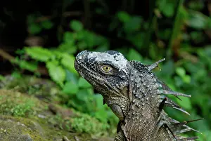 Sarapiqui: Green Iguana