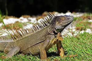 Cayman: Green Iguana