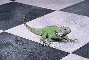 Tile: Green Iguana