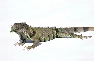 Iguanid: Green Iguana
