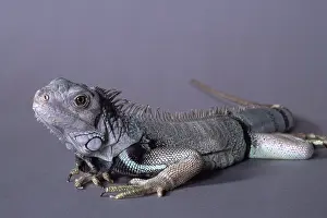 Iguanid: Green Iguana