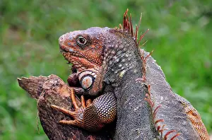 Iguanid: Green Iguana