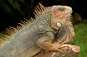 Iguanid: Green Iguana