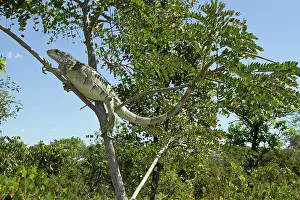 Iguanid: Green Iguana