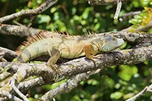 Iguanid: Green Iguana
