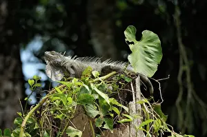 Dewlap: Green Iguana
