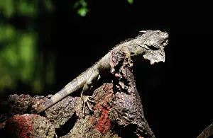 Iguanas: Green Iguana