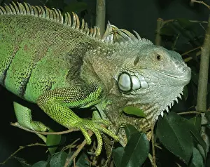Iguanid: Green Iguana