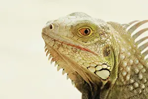 Aruba: Green Iguana