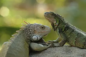 Bokeh: Green Iguana