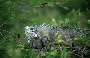 Napoleon: Green Iguana