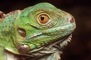 Iguanid: Green Iguana