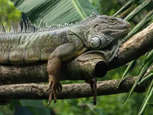 Iguanas: Green Iguana