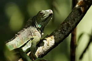 Tortuguero: Green Iguana