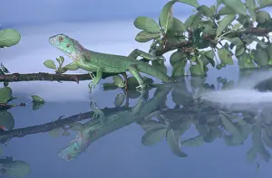 Belizean: Green Iguana