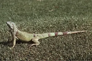 Kenneth Hoyle: GREEN IGUANA