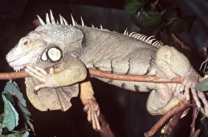Thin: Green IGUANA - On thin branch