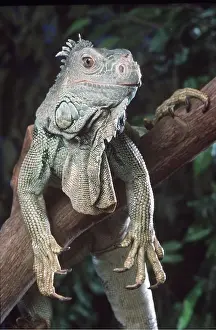 Iguana: GREEN IGUANA - close up of head and front legs