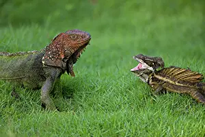 Lagarto: Green Iguana - and Common Basilisk - (Basiliscus basiliscus)