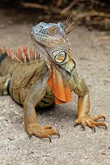 Rica: Green Iguana, Costa Rica