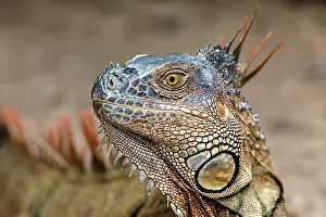 Rica: Green Iguana, Costa Rica