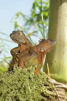 Iguana: Green iguana, Costa Rica, Central America