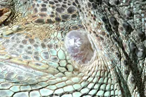 Membrane: Green Iguana Ear
