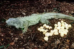 Iguanas: Green Iguana With Eggs