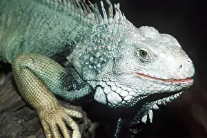 Iguana: Green Iguana - face close up
