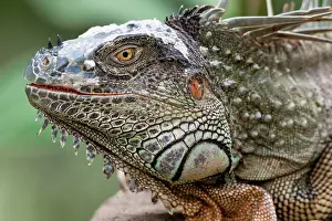 Iguanidae: Green Iguana (Iguana iguana), adult, animal portrait