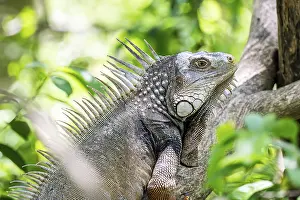 Colombia: Green iguana (Iguana iguana), Aviario Nacional de Colombia