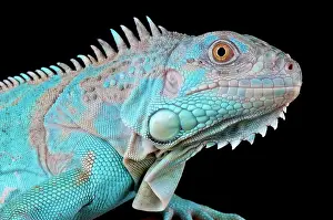Mutation: Green iguana (Iguana iguana) Axanthic, captivity