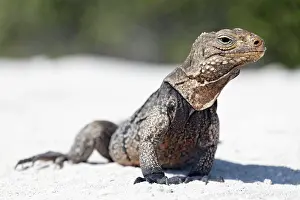 Cuban: Green iguana (Iguana iguana) on the beach of Anclita