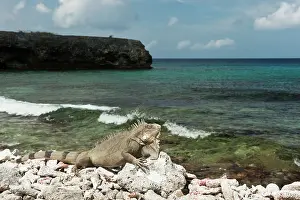Bonaire: Green Iguana (Iguana iguana) on Beach, Slagbaai