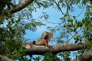 Pete: Green Iguana (Iguana iguana) Belize, Central