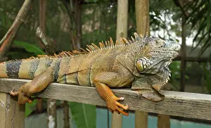 Dewlap: Green iguana (Iguana iguana), Green Iguana