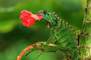 Iguanidae: Green Iguana (Iguana iguana), juvenile eating a