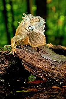 Northcott: Green Iguana, Iguana iguana, Native to Mexico