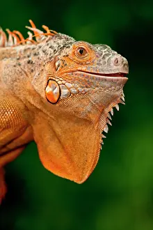 Northcott: Green Iguana, Iguana iguana, Native to Mexico
