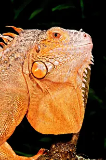 Northcott: Green Iguana, Iguana iguana, Native to Mexico