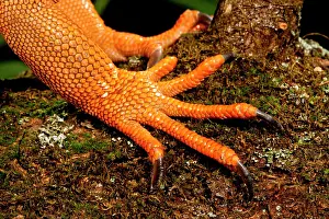 Northcott: Green Iguana, Iguana iguana, Native to Mexico