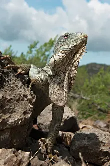 Bonaire: Green Iguana (Iguana iguana), Slagbaai National