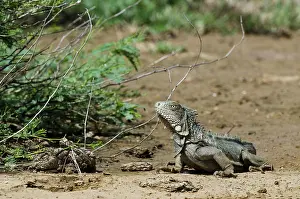 Pete: Green Iguana (Iguana iguana), Slagbaai National