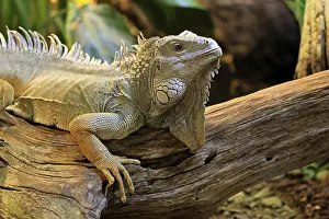 Alertness: Green iguana (Iguana iguana), on tree